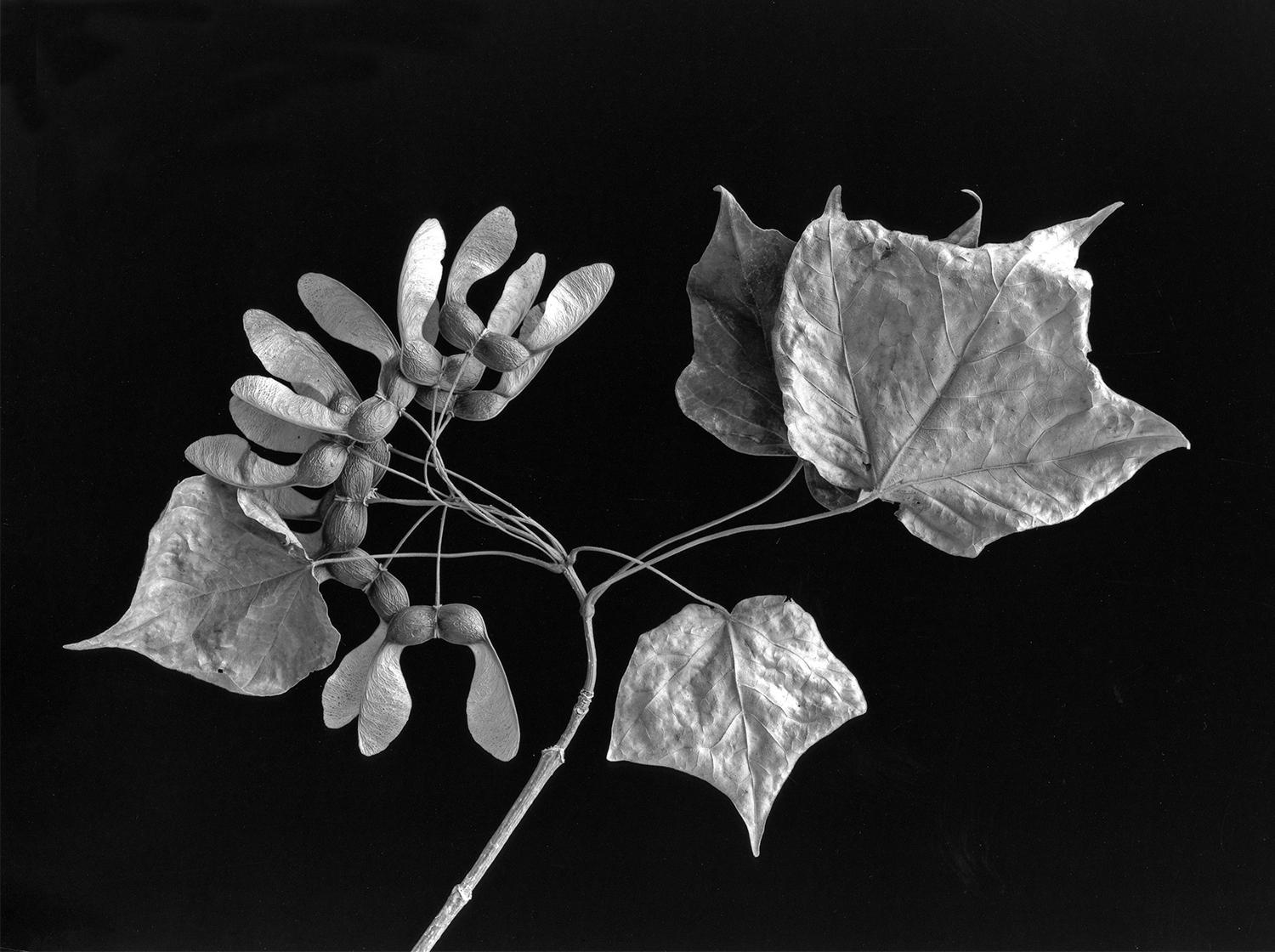 Image gallery image